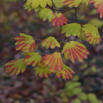 Acer Circinatum-Vine-Maple Fall Color